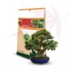 Mycorhizes Symbivit Bonsai par Symbiom. Mycorhizes pour bonsai prêtes à l'emploi, 150g
