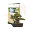 Mycorhizes Ectovit Bonsai par Symbiom. Mycorhizes pour bonsai prêtes à l'emploi, 100g
