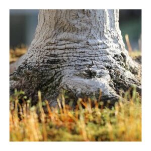 Tous les Bonsai